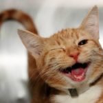 SERGIO MICCO:  EL DIRIGENTE ESTUDIANTIL QUE HOY VELA POR LOS DERECHOS HUMANOS